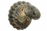 Wide Enrolled Morocops Trilobite - Morocco #296604-1